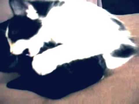 Cat attacks French Bulldog. What Violence! Funny