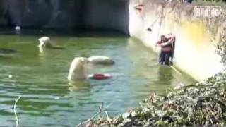 Woman Attacked by Polar Bear after Jumping into Tank at Berlin Zoo 4/11/09