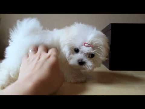 Teacup Maltese Puppy - YouTube