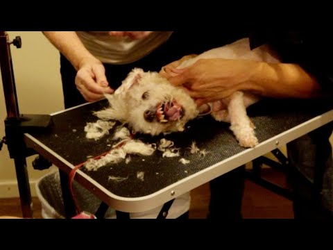 Live Aggressive Dog Grooming