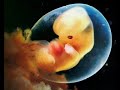 Videos videos de como se fecunda un ovulo video de fecunda video de como se fertiliza un ovulo video de como se fecunda un feto tiempo que tarea en fecunda el espermatozoide el ovulo tiempo en q fecunda un esperma sintomasembarazosemanas.com quando giorni so fecunda un ovolo porno expermatozide con ovulo donde comprar spermcheck fertility cuando se fecunda un cuando fecunda un ovulo como se fecunda un ovulo como se fecunda un esperma como se fecunda el ovulo al cuanto tiempo el esperma fecunda el ovulo