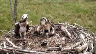 2013 ringing video