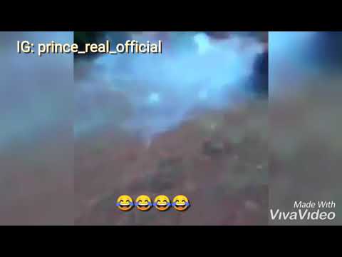 Funniest Animal video
