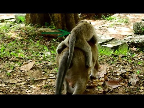 Very Surprising Baby Polino Riding On Sweetpea Back, So Funny#Monkey Nightmare
