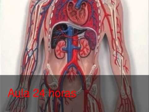 Como armar una maqueta del sistema circulatorio - Imagui Como armar una maqueta del sistema circulatorio - Imagui