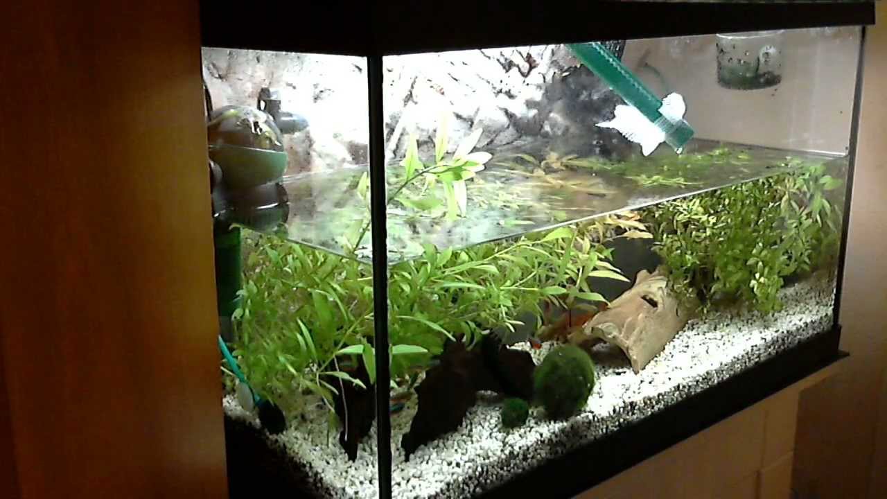 Aquarium Wasserwechsel mit Bauanleitung - YouTube