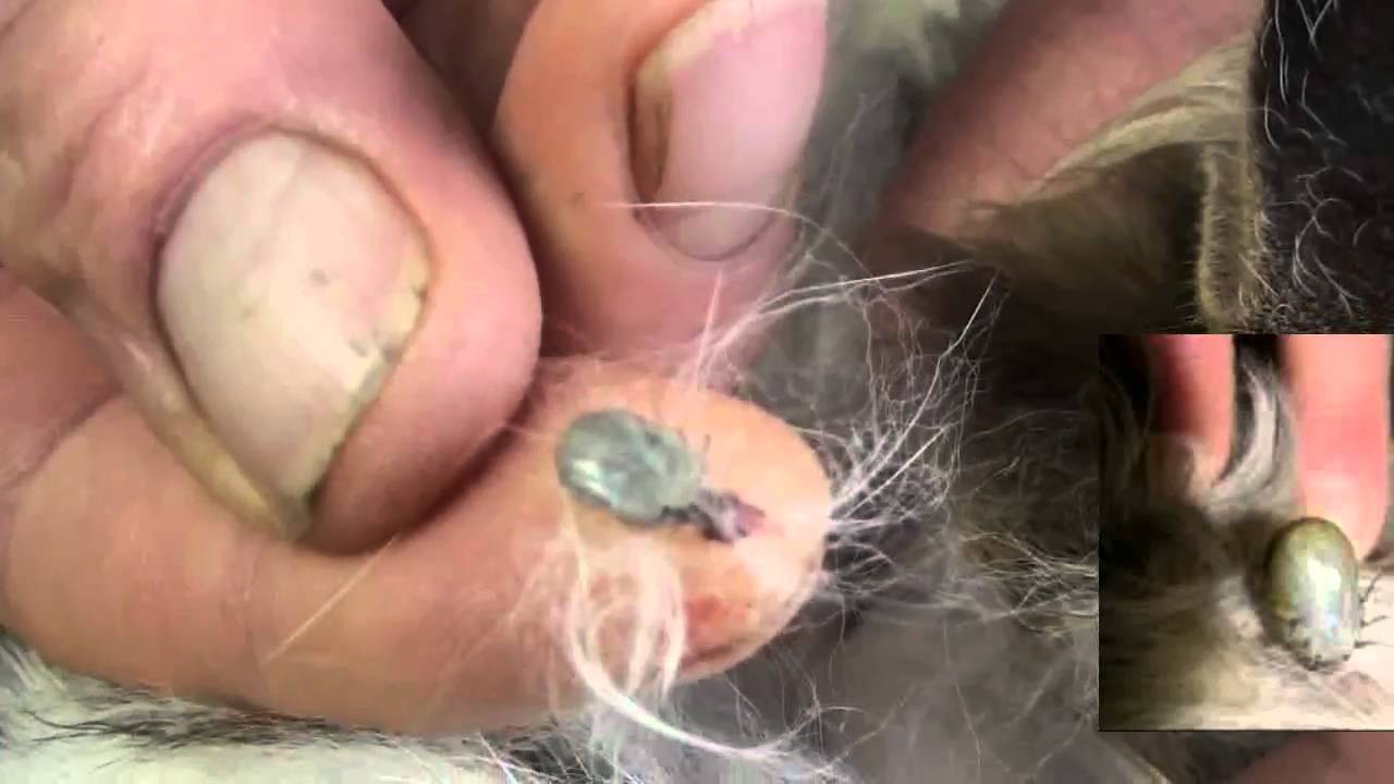Pulling a Tick Off a cat YouTube
