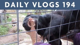 Honey Badger Attacks  | Louis Cole Daily Vlogs 194