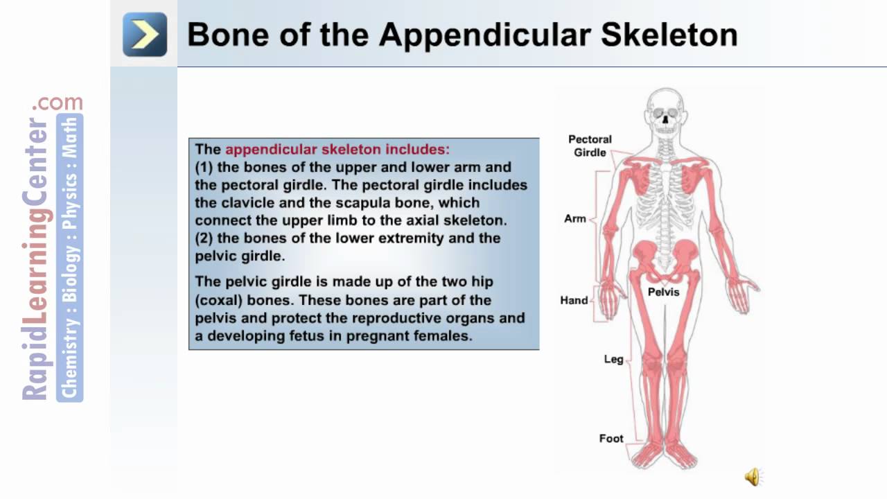 The Skeletal System 2 - What is Appendicular Skeleton? - YouTube