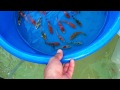 Our Koi Fish Farm's Proper Acclimation and Quarantine Process- 1