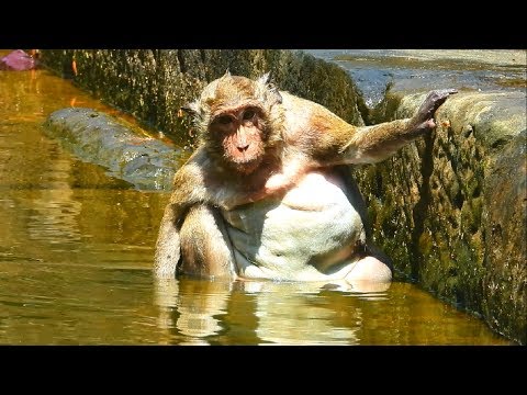 Monkeys have great day in swimming pool|funny monkey video 2019