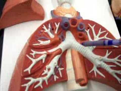 MOVIE: respiratory system model - YouTube