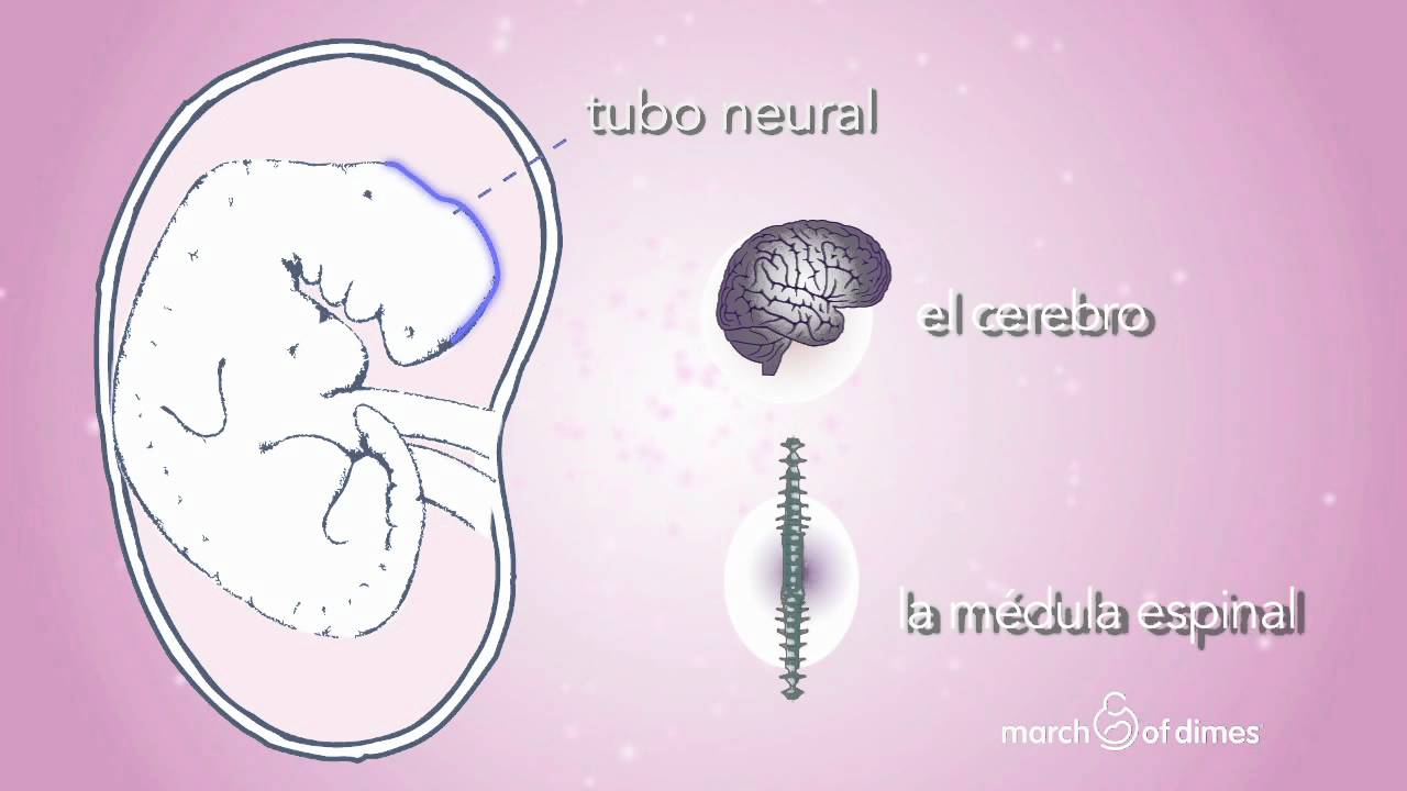 Si tomáis el peso excesivo durante el embarazo