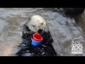 Nellie the Sea Otter stacks cups at Point Defiance Zoo & Aquarium