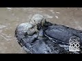 Nellie the Sea Otter stacks cups at Point Defiance Zoo & Aquarium