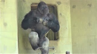 シャバーニ ドラミング50連 Gorilla drumming50beat Best Shabani