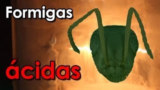 Jatos de ácido! Desvendamos a arma secreta das formigas