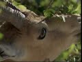 The Amazing Survival Abilities Of The Ibex