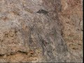 The Amazing Survival Abilities Of The Ibex