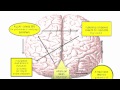 Confessions of a Record Producer: Your Brain on the Music Industry