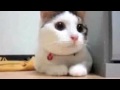 Supercats The Funniest Cat Video! - Youtube