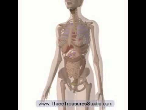 The Movement of the Internal Organs and Abdominal Muscles during