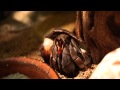 Coenobita violascens resting (1080p)