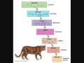 Biology taxonomy