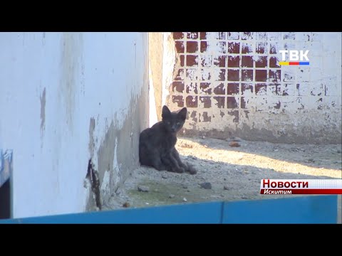 Зоозащитники против соседей. Между жителями Индустриального,45 в Искитиме возник конфликт Зоозащитники против соседей. Между жителями Индустриального,45 в Искитиме возник конфликт
