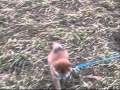 Shiba'lade