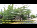 MO PHONG NHA SAN AO CA BAC HO O HANOI TAI TP CAO LANH TINH DONG THAP VN 2011 4p58``so1.mp4