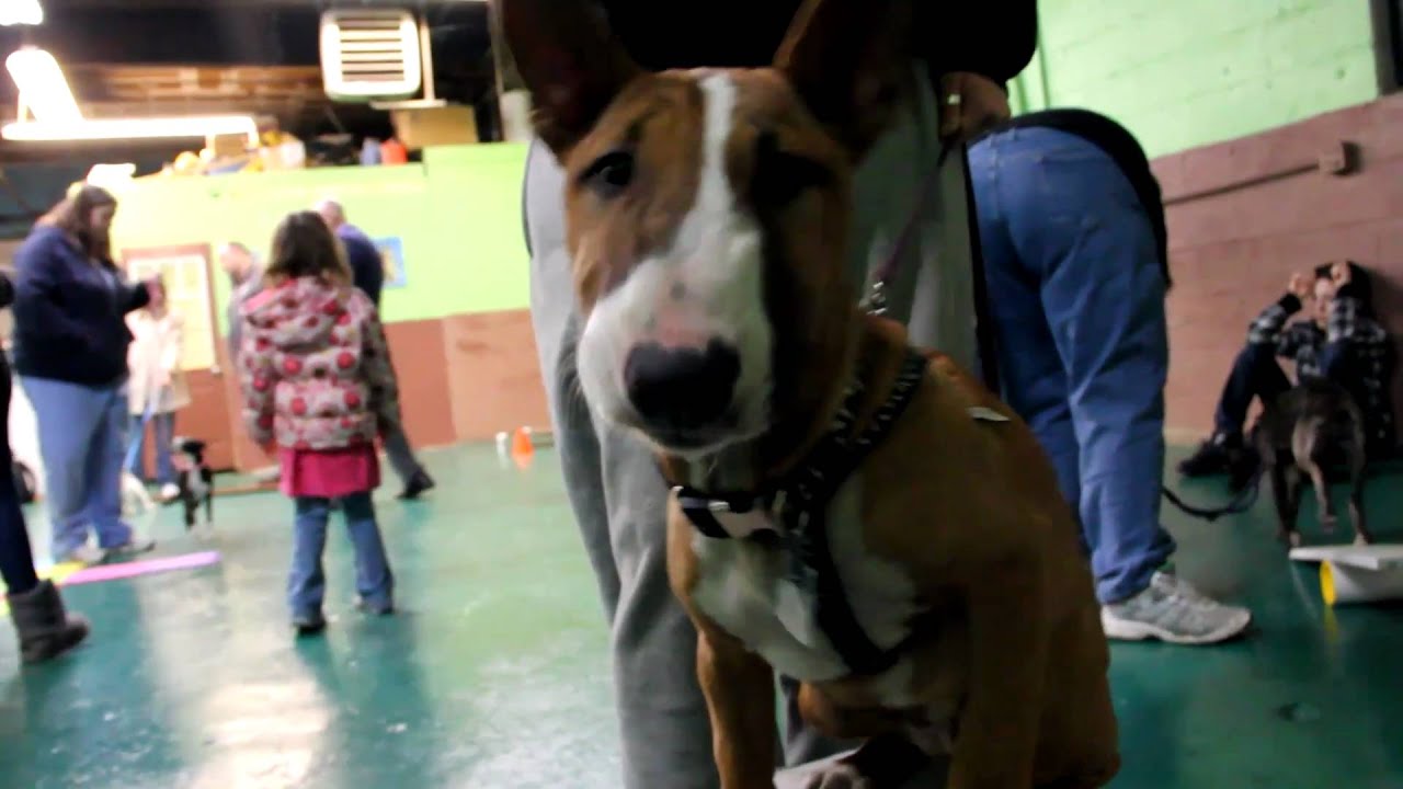 PUPPY KINDERGARTEN Best Friends Dog Training - YouTube