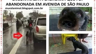 CÃO ABANDONADO EM AVENIDA-SP É ENCONTRADO