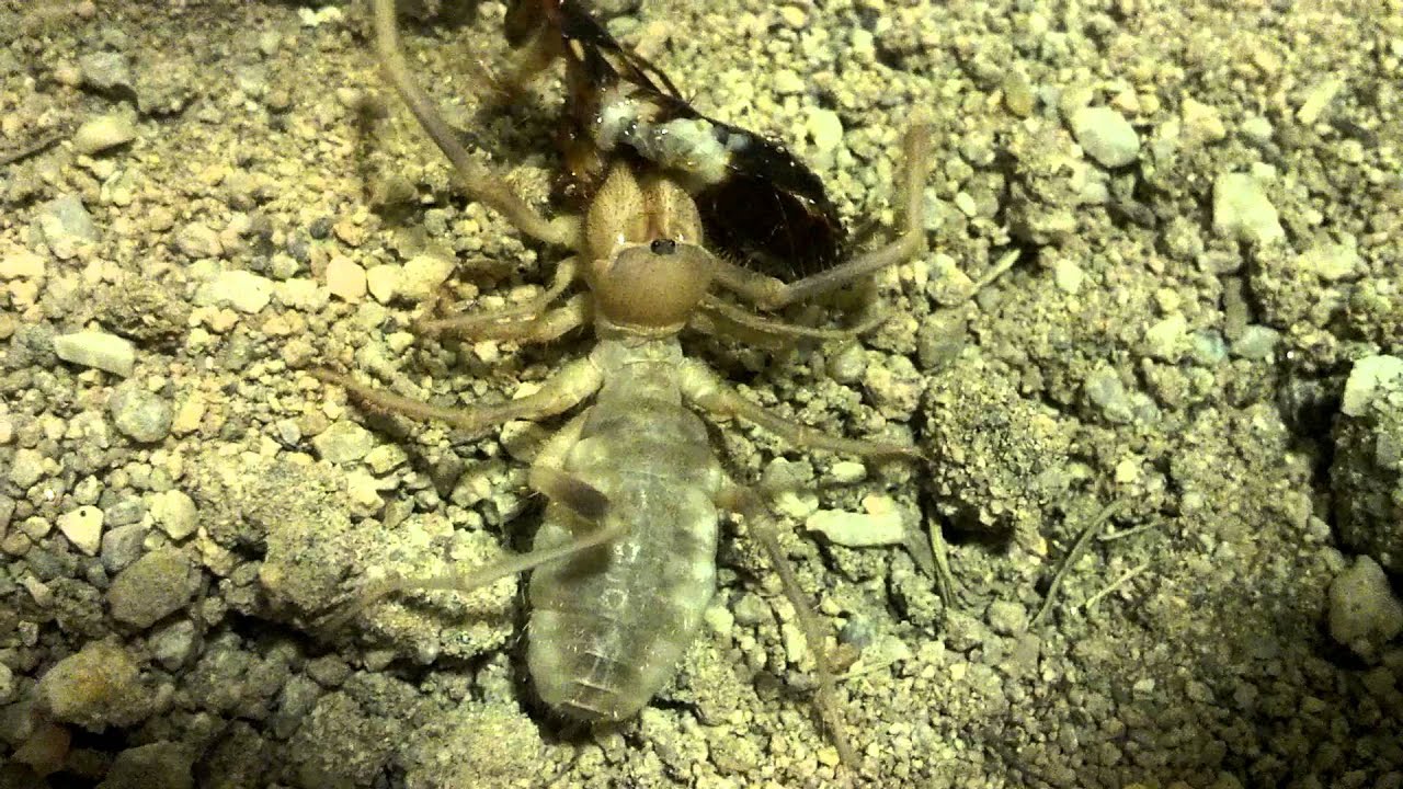 Camel spider eating - YouTube