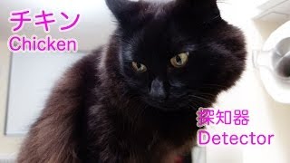 しおちゃん、チキンたんちき Theo is Chicken ditector