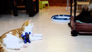 【マンチカン３兄妹】子猫VS格闘ロボ ~ a funny robot　VS　a cat ~