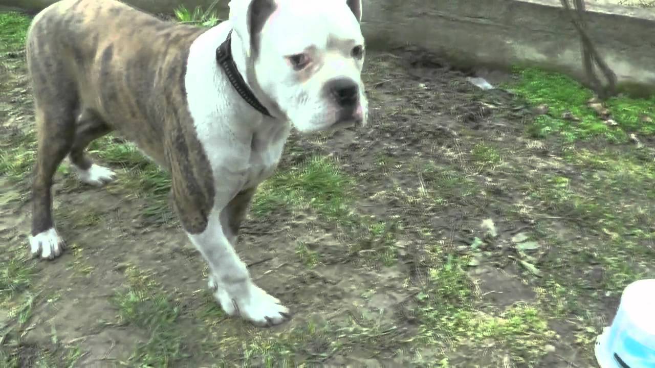 american bulldog vs american staffordshire terrier - YouTube