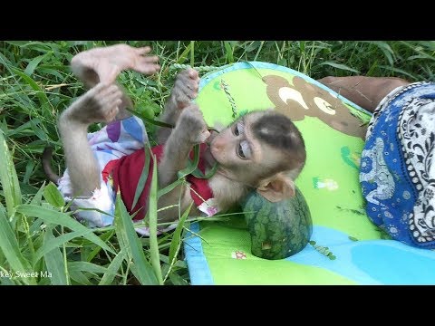 Baby Monkey | Sweet-to Have Funny Time With His Family At Green Grass