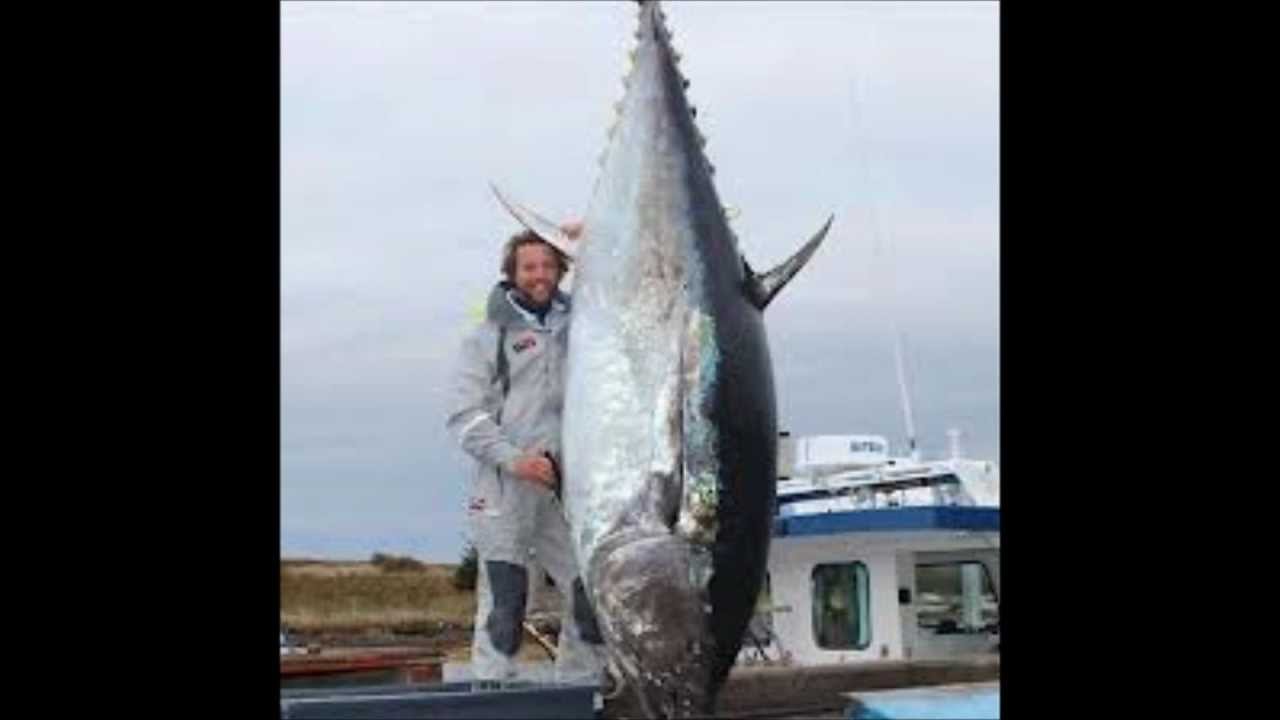 Bluefin tuna price per kg