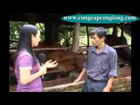 Cung cấp con giống số lượng lớn các loại như heo rừng