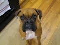 Silly Boxers