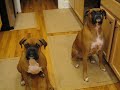 Silly Boxers