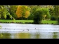 Canards colverts du lac de la Rougeraie.wmv