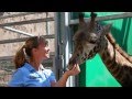 Zoo Keeper Week at the Santa Barbara Zoo Zoo Keeper Week at the Santa Barbara Zoo