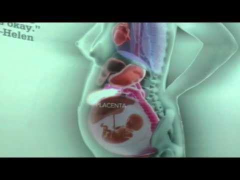 Internal Organs Throughout Pregnancy - YouTube