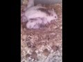 Souris Africaine (Mastomys natalensis)