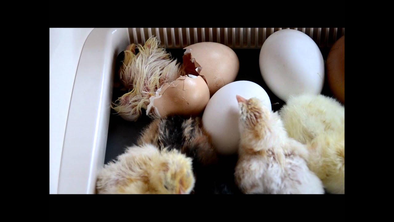 chicken egg hatching in incubator HD - YouTube