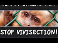 FIRMA ONLINE PER STOP VIVISECTION