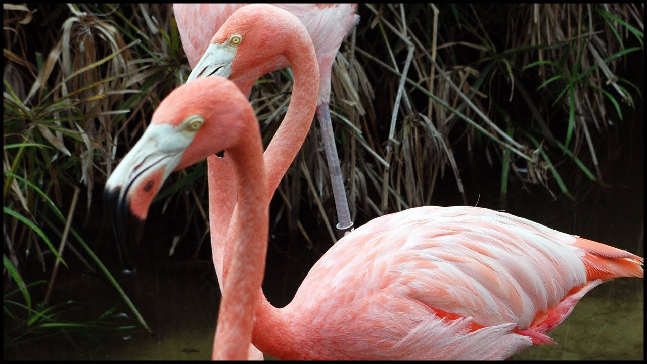 pink flamingo tube