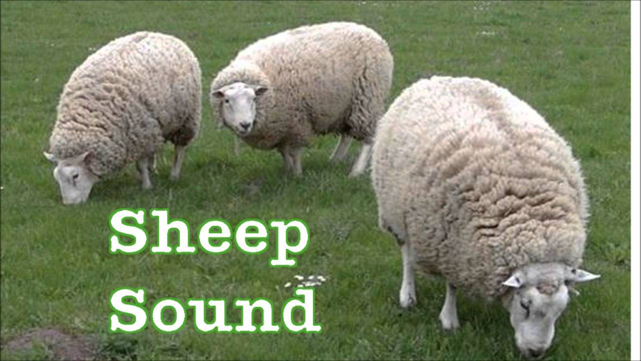 flock of sheep sound effect free download